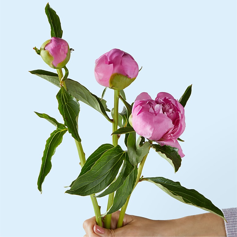 Fresh Peony Bouquet