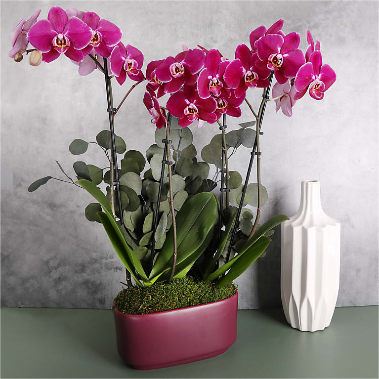Enchanting Purple Orchid