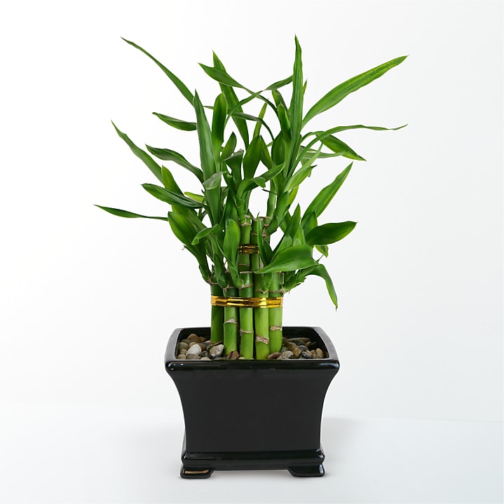 product image for Lucky Bamboo