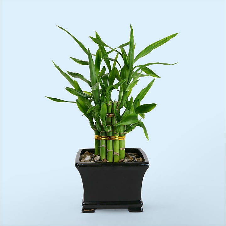 product image for Lucky Bamboo