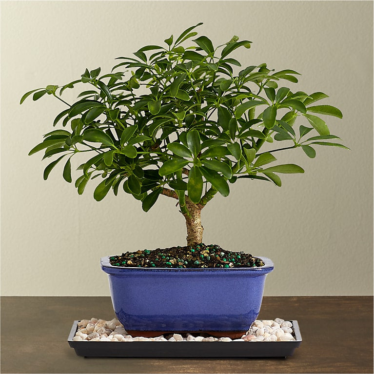 Indoor Hawaiian Umbrella Bonsai