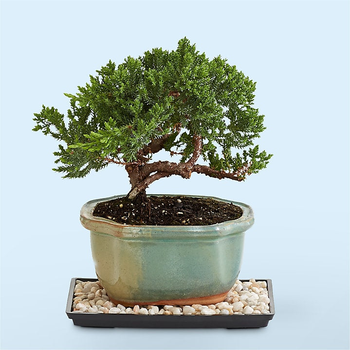 Juniper Bonsai Tree