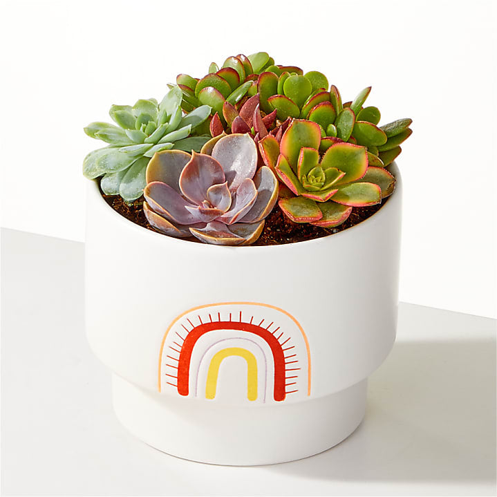 product image for Succulent Garden & Happy Birthday Lovepop® Pop-Up Card