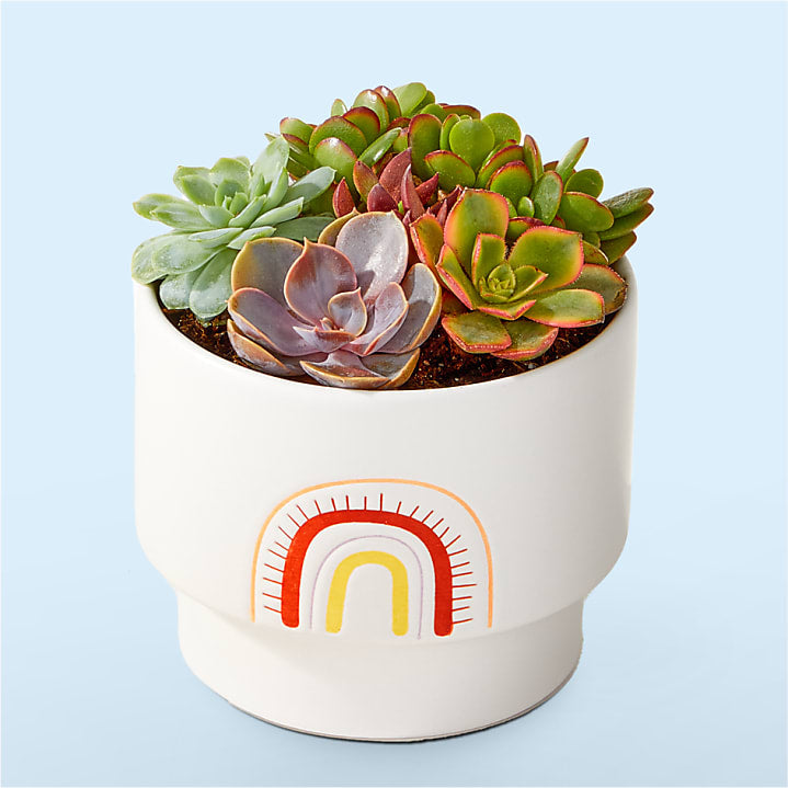 product image for Succulent Garden
