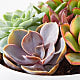 Succulent Garden & Happy Birthday Lovepop® Pop-Up Card