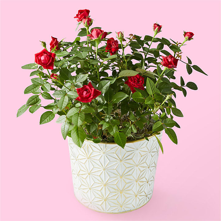 product image for Red Mini Rose