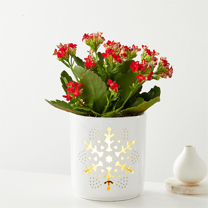 product image for Red Kalanchoe in Light Up Container