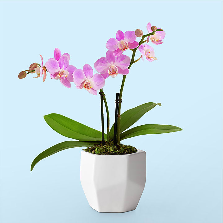 product image for Someone Like You Pink Orchid