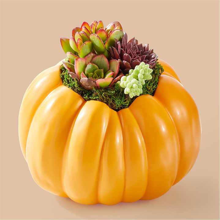 product image for Bountiful Succulent Garden