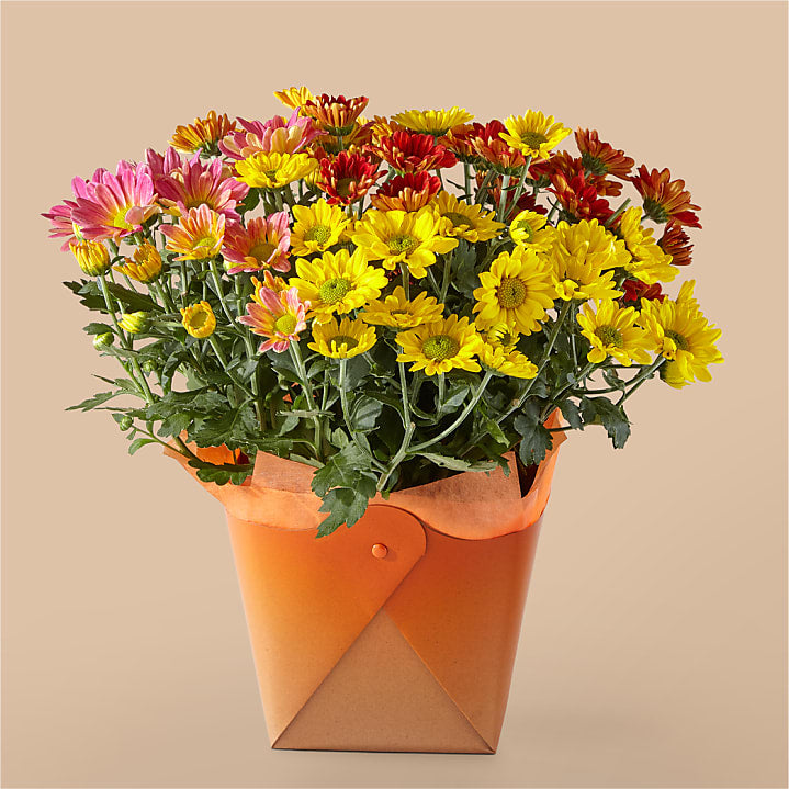 product image for Tri-color Mum Plant