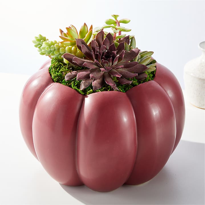 product image for Fall Feelings Succulent Garden