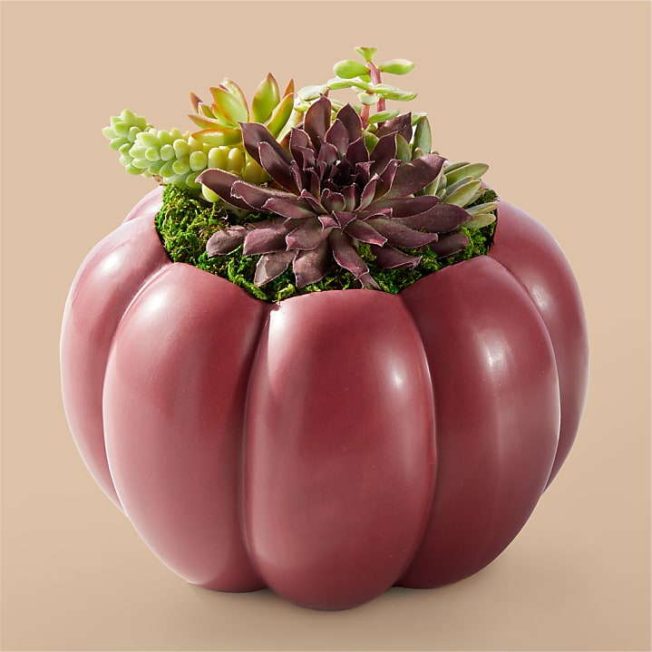 product image for Fall Feelings Succulent Garden
