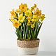 So Golden Daffodil Bulb Garden