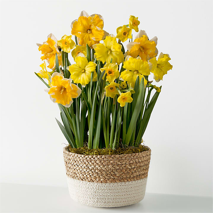 product image for So Golden Daffodil Bulb Garden