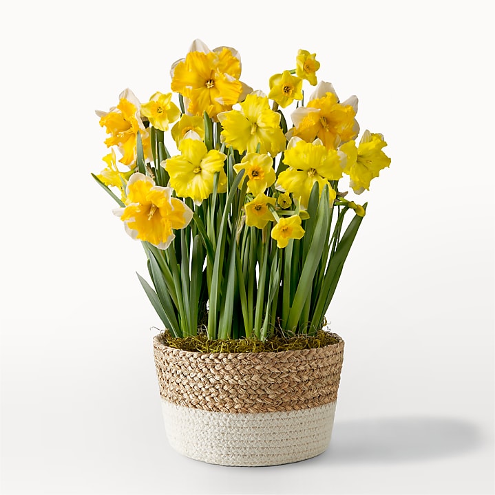 product image for So Golden Daffodil Bulb Garden