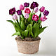 Violet Skies Tulip Garden
