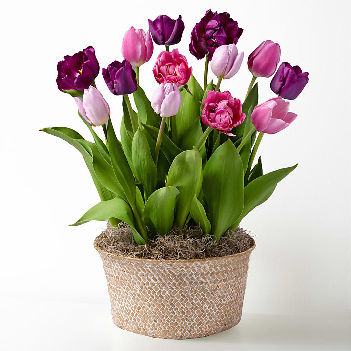 product image for Violet Skies Tulip Garden