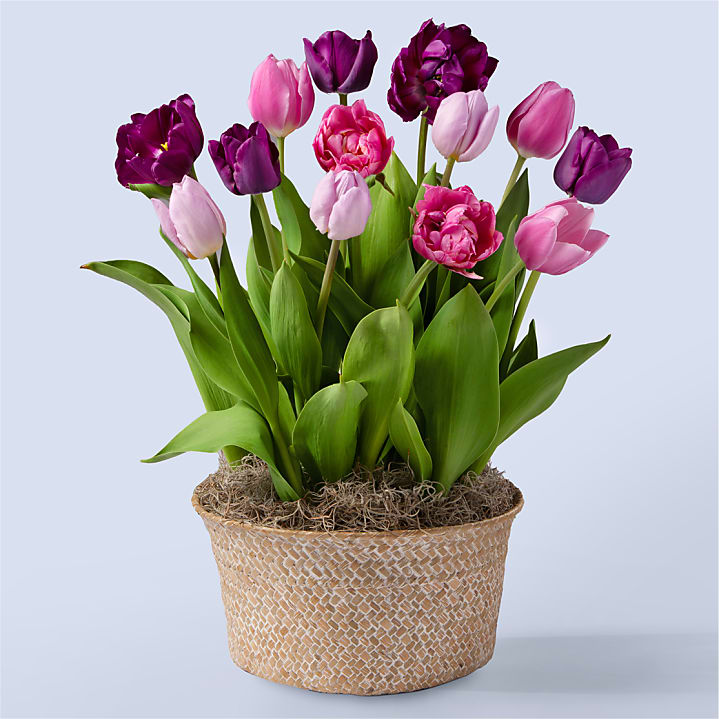 product image for Violet Skies Tulip Garden