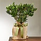 Graceful Gardenia Plant