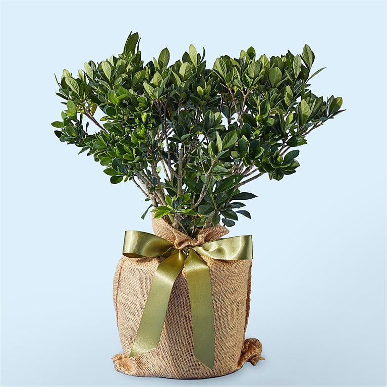 Bosso artificiale sempreverde con fiori di gardenia - Best Pet&House