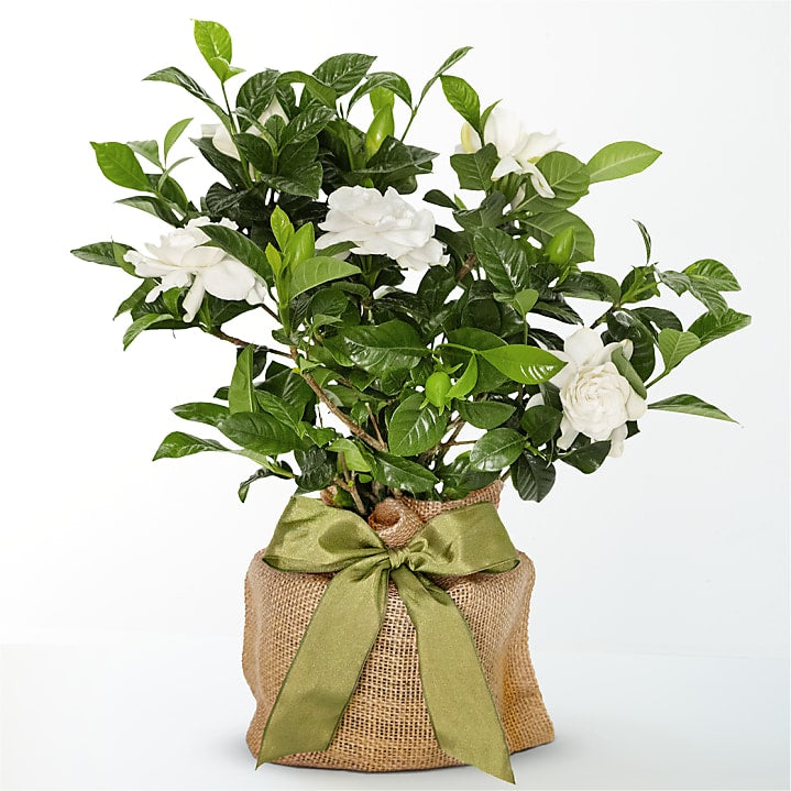 product image for Graceful Gardenia Plant