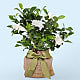 Graceful Gardenia Plant