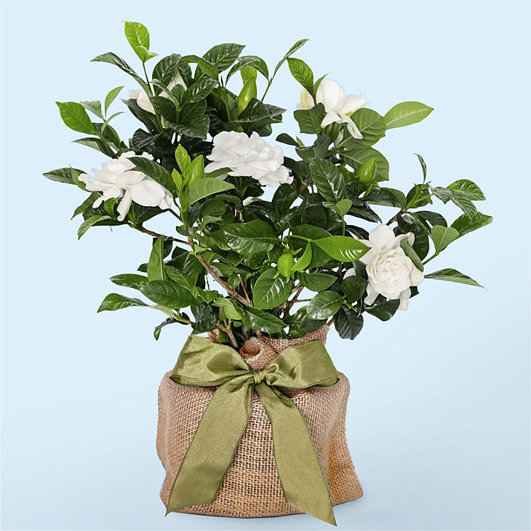 Graceful Gardenia Plant