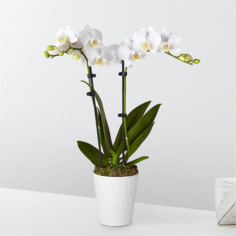 white orchids