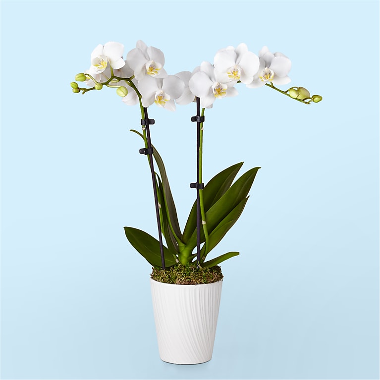 Bliss White Orchid