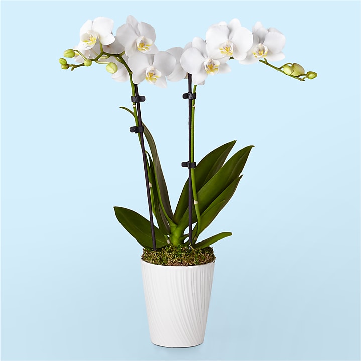 Bliss White Orchid