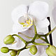 Bliss White Orchid