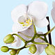 Bliss White Orchid