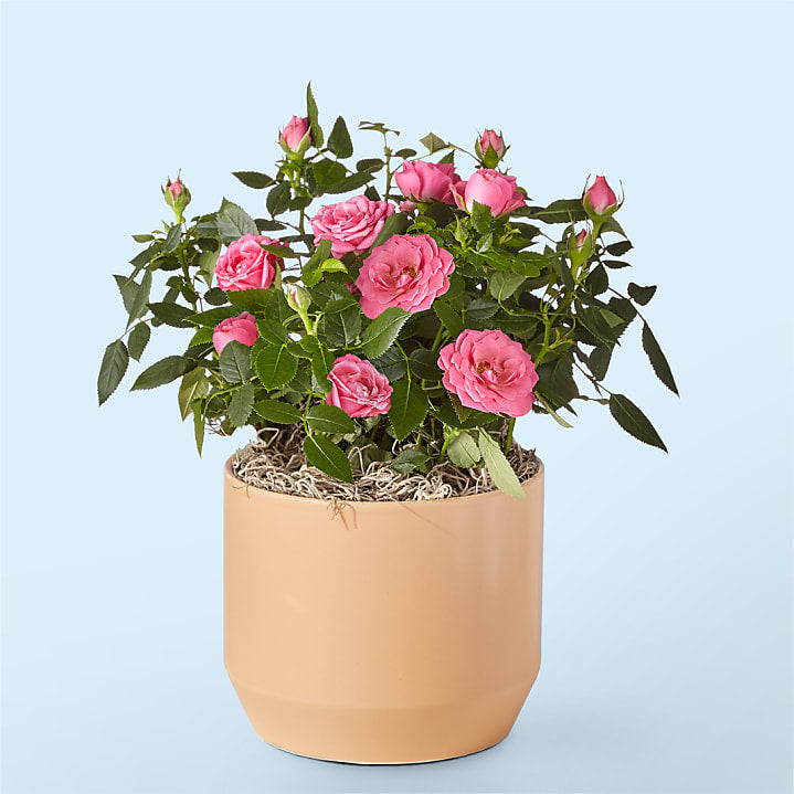 Young Love Pink Rose Plant
