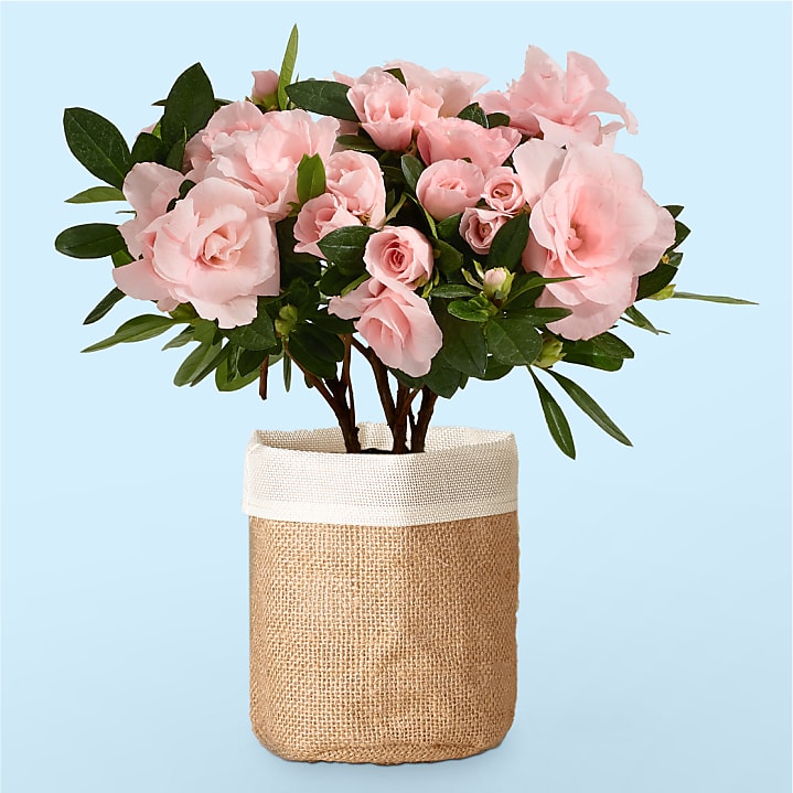 product image for Pink Petals Rosalea Plant