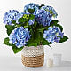 Beyond Blue Hydrangea and Smoldering Rose Gift Set