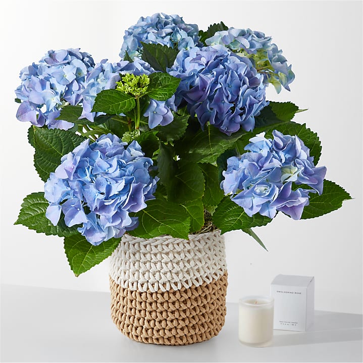 product image for Beyond Blue Hydrangea and Smoldering Rose Gift Set