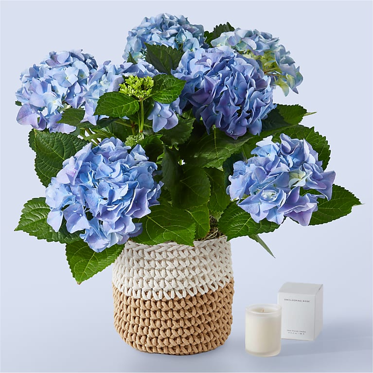 Beyond Blue Hydrangea and Smoldering Rose Gift Set