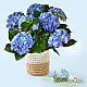 Blue Hydrangea Plant & Welcome Baby Lovepop® Pop-Up Card