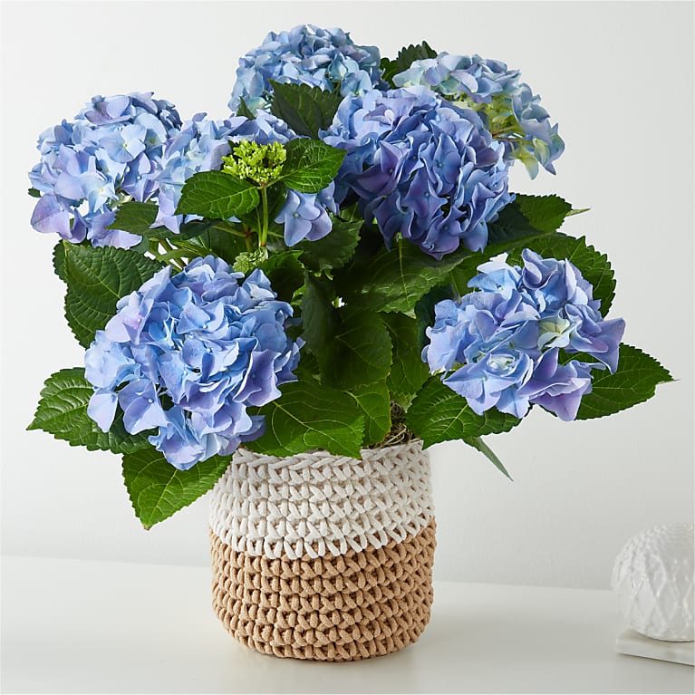 Beyond Blue Hydrangea