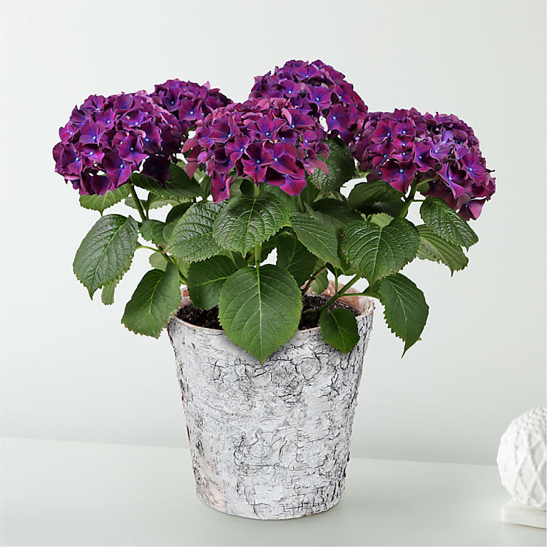 Purple Hydrangea Plant