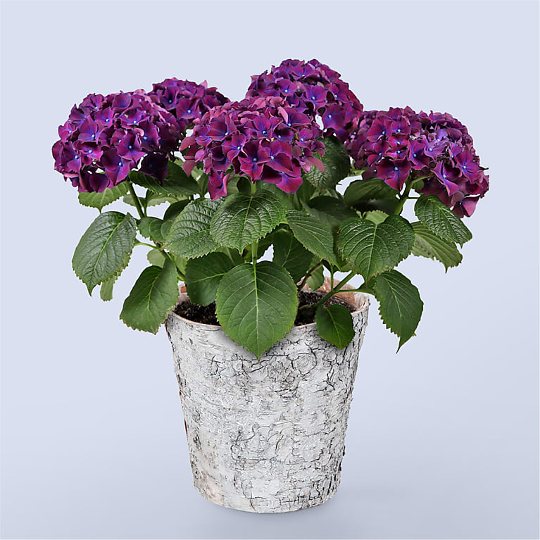 Purple Hydrangea Plant