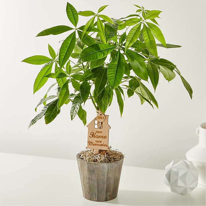 product image for Housewarming Money Tree