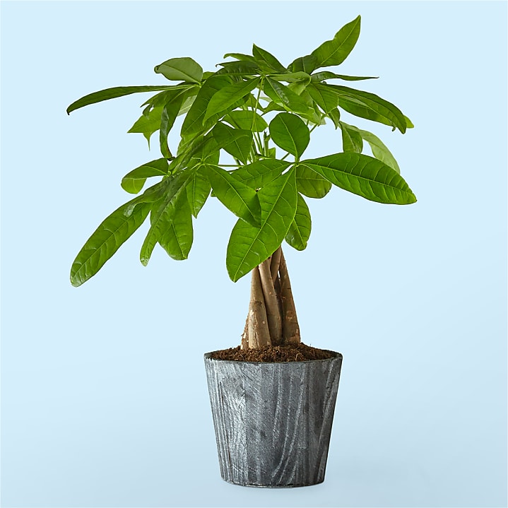 product image for Lucky Day Money Tree