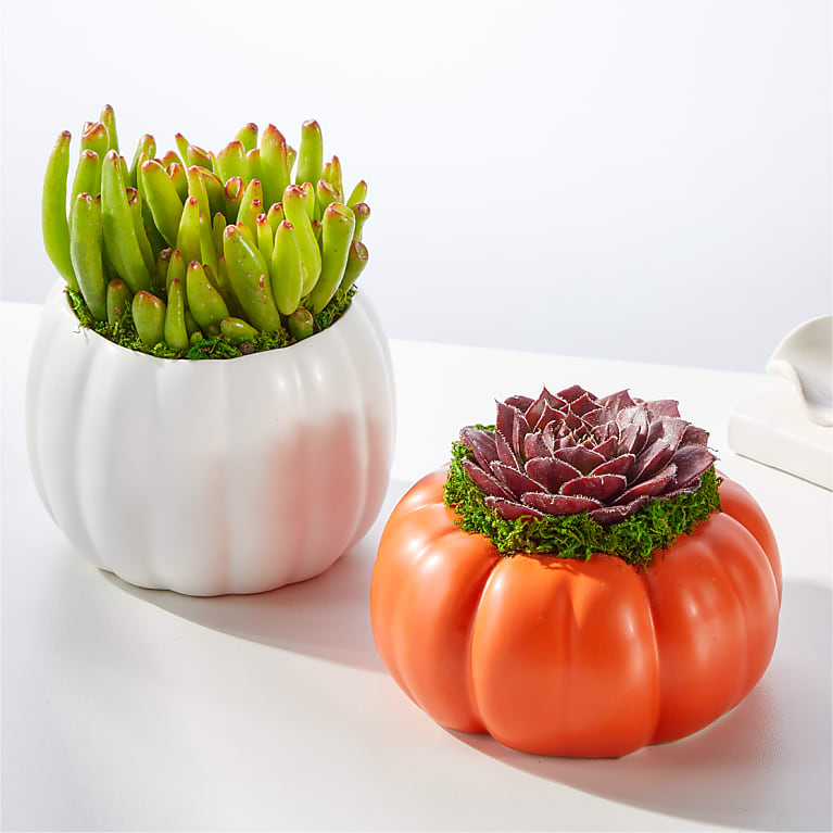 Pumpkin Spice Succulent Duo