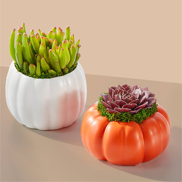 product image for Pumpkin Spice Succulent Duo