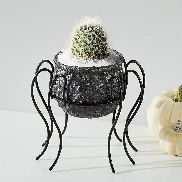 product image for Spooky Cauldron Cactus