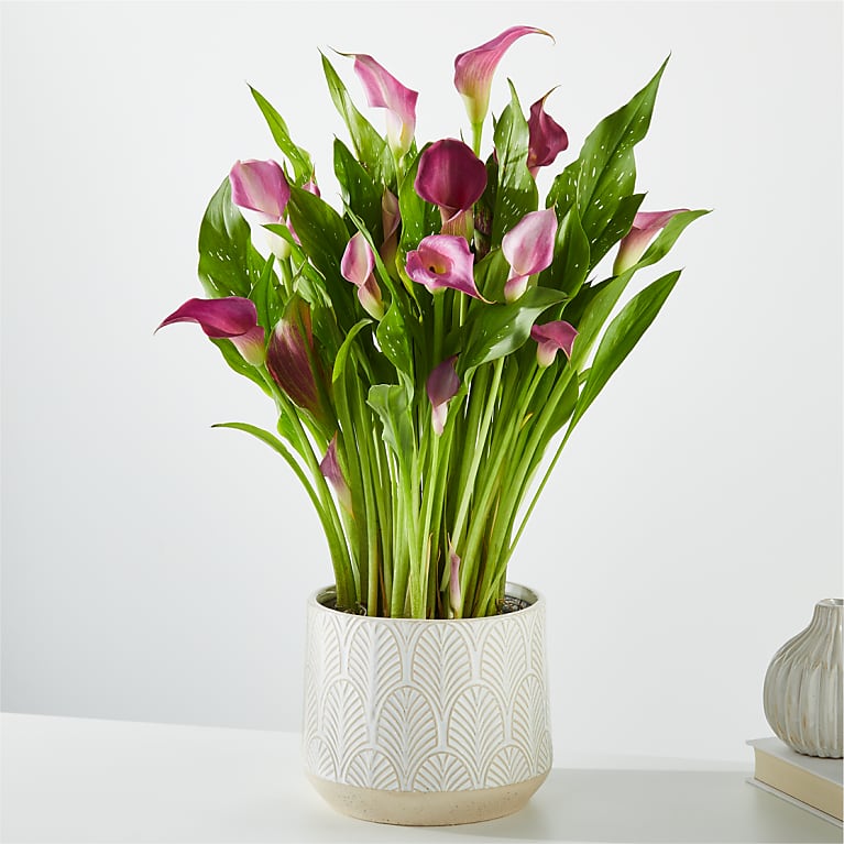 calla lily plant