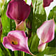 Purple Calla Lily Plant