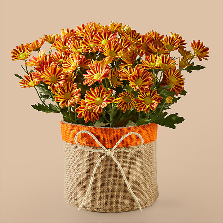 product image for Harvest Sunset Mum Plant
