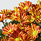 Harvest Sunset Mum Plant